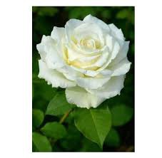 ESSENCIA ROSA BRANCA 50ML