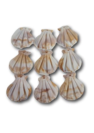 Conchas Shell Em Acrílico Para Bijuterias 20 Unidades Ref.2253