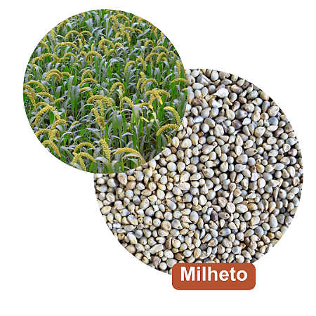 Sementes de Milheto BRS 1501