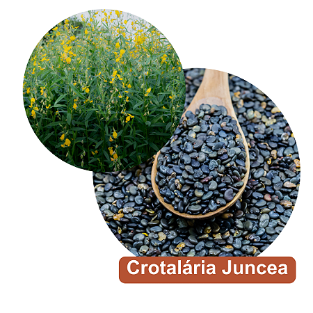 Sementes de Crotalaria Juncea