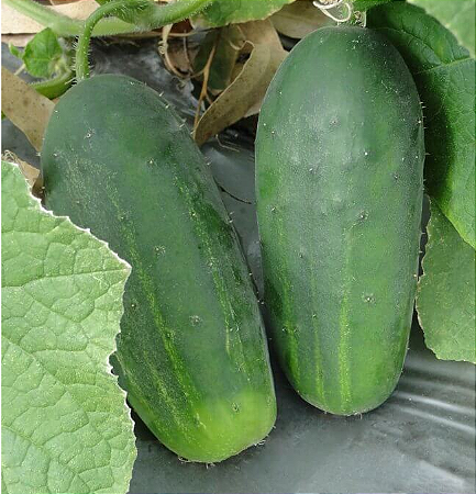 Semente de Pepino Híbrido Green Pick - 50gr - Isla Pro