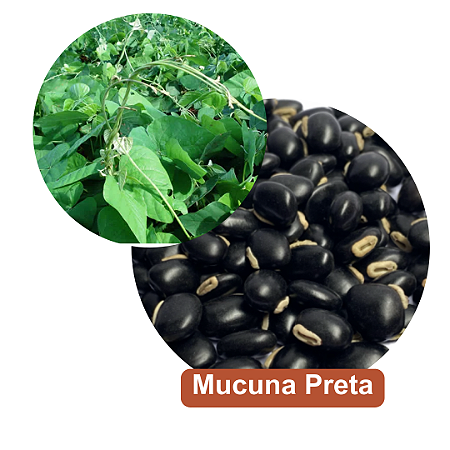 Sementes de Mucuna Preta