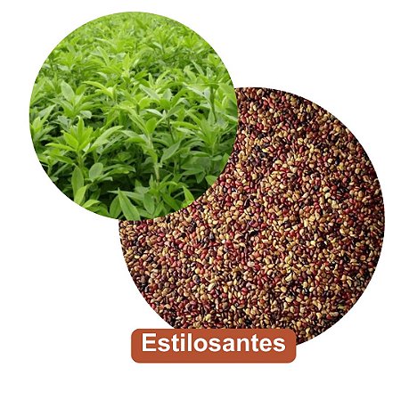 Sementes de Estilosantes Campo Grande