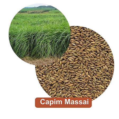Sementes de Capim Massai