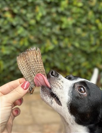 RABINHO DE PEIXE - PET BEM