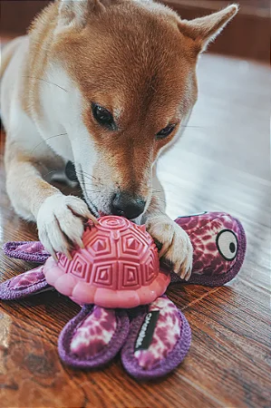 Qmonster Brinquedo para cachorro - Tartaruga Marinha 2in1 dispensador de pesticos - Petta