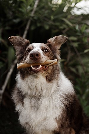 Mordedor resistente Natuka Buba - Pele de Bufalo porte Grande