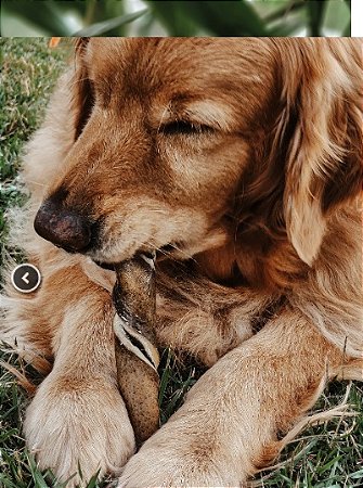 Mordedor resistente Natuka Buba - Pele de Bufalo porte Grande