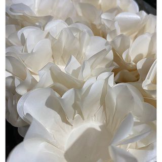 40 Forminhas para Festa Siena Pérola (luli)