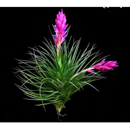 2 TILLANDSIAS STRICTA (Airplant)