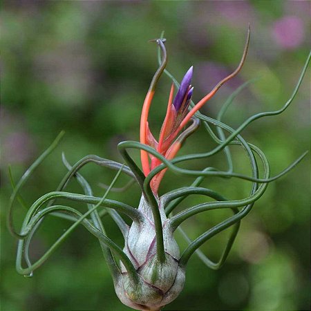 TILLANDSIAS BULBOSA  (Airplant)
