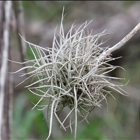 TILLANDSIAS RECURVATA  (4 Mudas, Airplant)