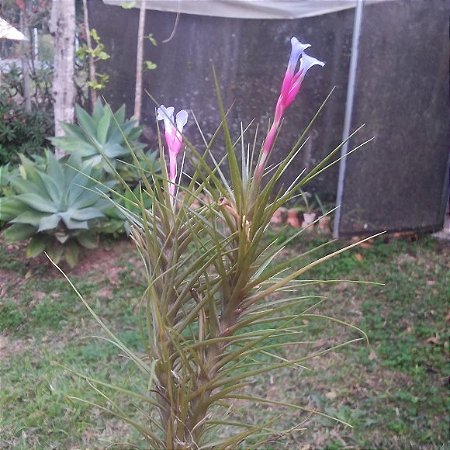 TILLANDSIA TENUIFOLIA (Airplant)