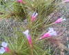 2 TILLANDSIA TENUIFOLIA (Airplant)