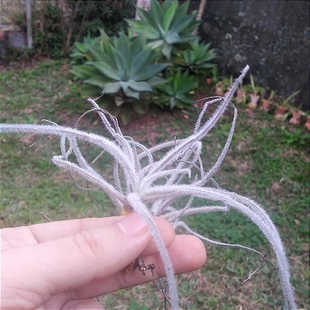 TILLANDSIA RETRORSA  (Airplant)