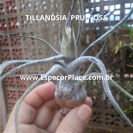 TILLANDSIA PRUINOSA  (Airplant)