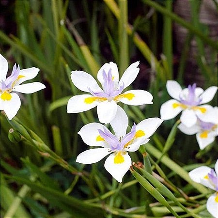 IRIS  BRANCA  (4 Mudas)