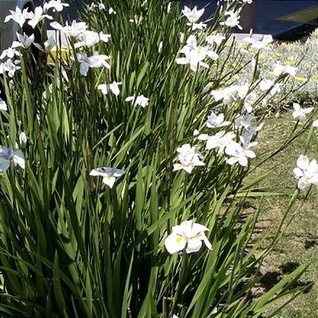 IRIS BRANCA (4 Mudas)