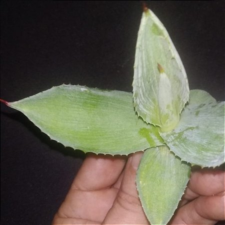 AGAVE POTATORUM VERSCHAFFELTII (muda)
