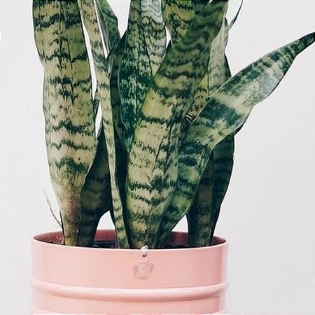 ESPADA  DE  SãO JORGE   (4 MUDAS)