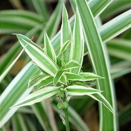 CLOROFITO o planta-aranha (4 MUDAS)