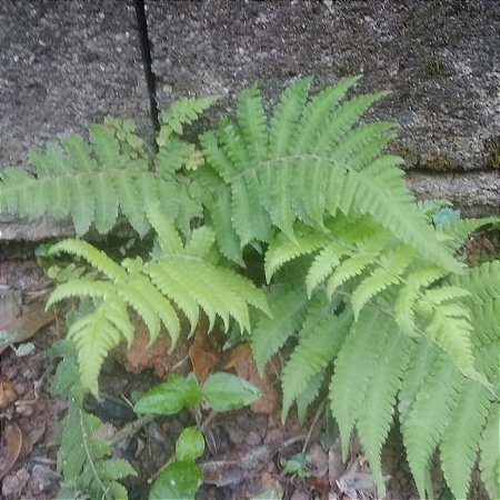 SAMAMBAIA PAULISTINHA  (2 MUDAS)