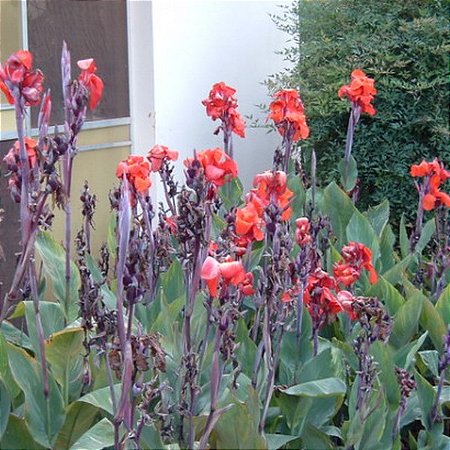 Canna Indica - Cana Da Índia (50 Sementes Seleccionadas)