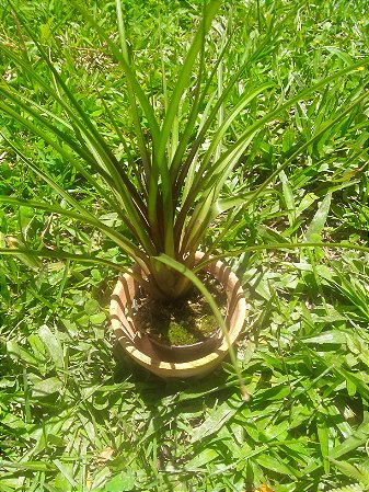 TILLANDSIA ANCEPS