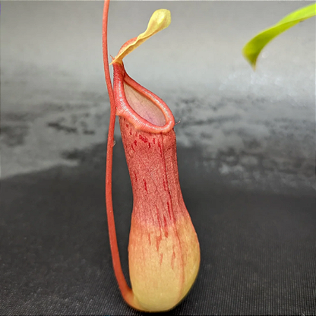 Exótica Planta Carnivora cor Vinho NEPENThE VENTRATA (Estacas x 2)  (Kit 2)