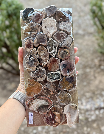 Petrified Wood (Madeira Cristalizada)