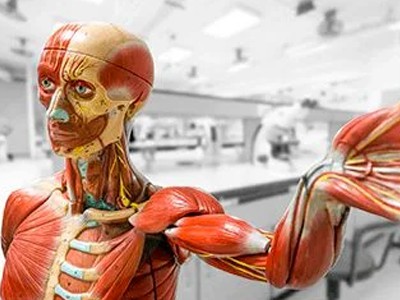 Treinamento Noções Básicas de Anatomia - EAD - Carga Horária 01h.