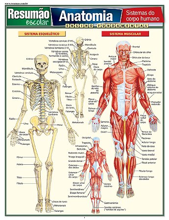 Livro Resumão Anatomia - Perez