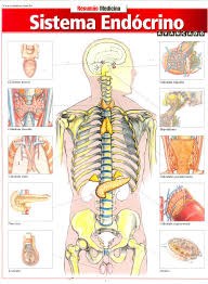 Livro Sisitema Endocrino Avancado - Barros, Fischer e as