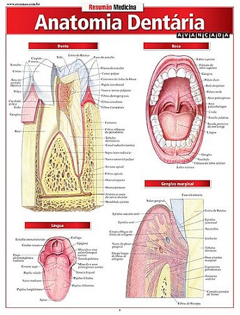 Livro Resumao Medicina - Anatomia Dentária Avançada - Perez