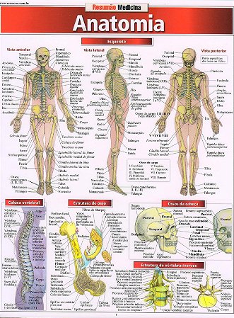 Livro Anatomia Resumao - Barros