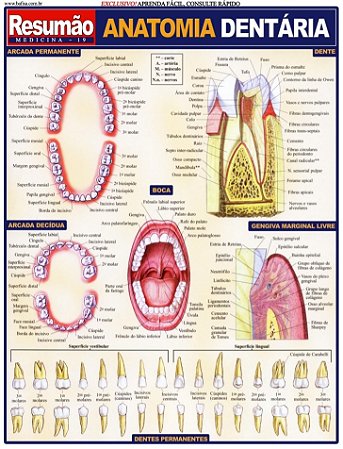 Livro - Anatomia Dentaria Resumao - Fischer