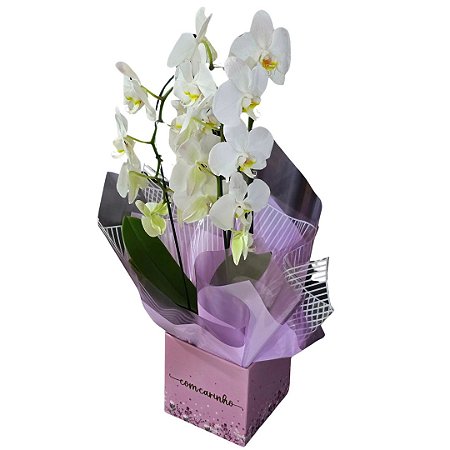 Orquídea Phalaenopsis Branca Duas Hastes