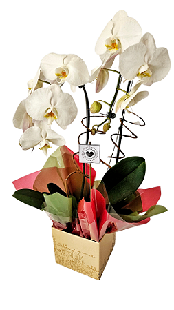 Orquídea Phalaenopsis Branca Duas Hastes