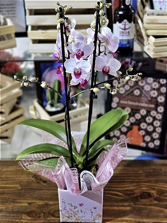 Mini Orquídea Phalaenopsis