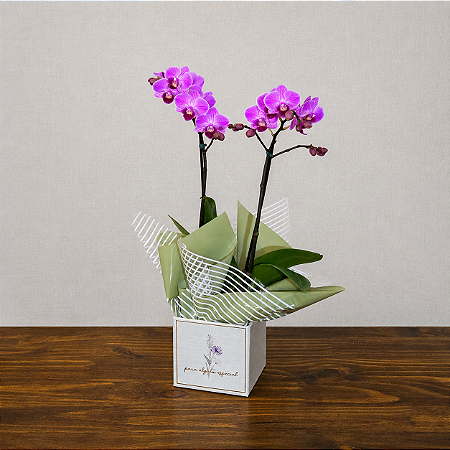Mini Orquídea Phalaenopsis