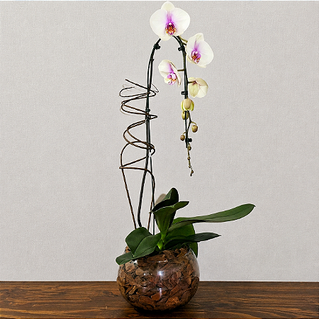 Orquídea Phalaenopsis Cascata - Vaso de Vidro