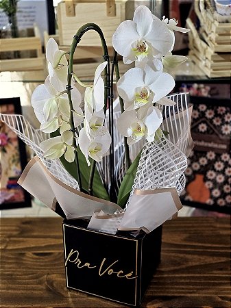 Orquídea Phalaenopsis Cascata Dupla Branca