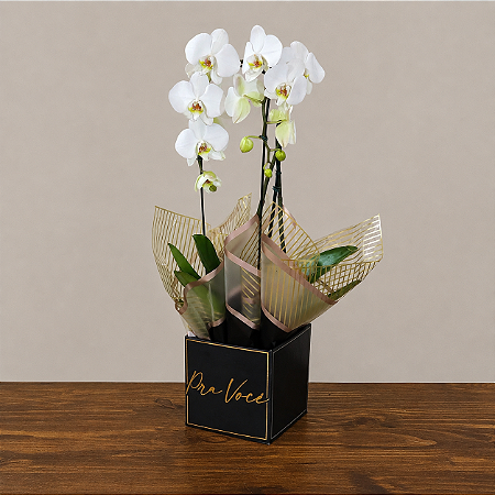 Orquídea Phalaenopsis Cascata Dupla Branca