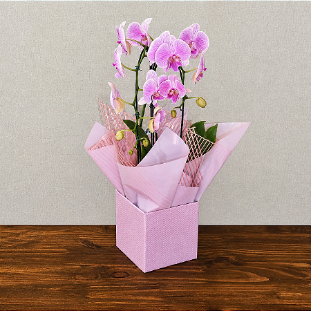 Orquídea Phalaenopsis Cascata 2 Hastes - Rosa e Branca