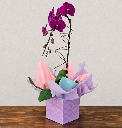 Orquídea Phalaenopsis Roxa