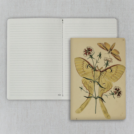 Journal Pautado 20x13,5cm 64 Páginas Folk Books - Lepidópteros de Westwood