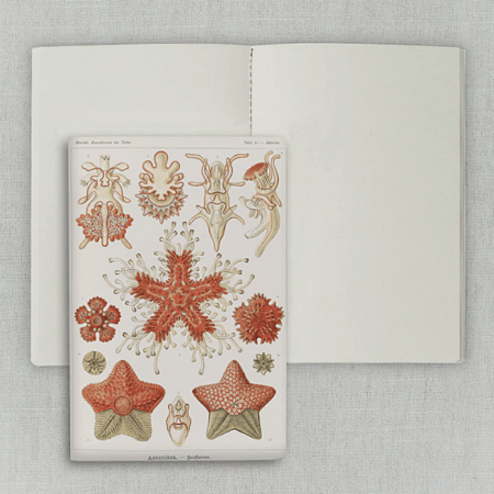 Journal Sem Pauta 20x13,5cm 64 Páginas Folk Books - Estrelas do Mar