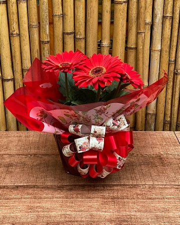 Vaso de gérbera - Alegria e Elegância em Cada Flor