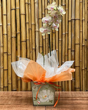 Orquídeas Phalaenopsis – Sofisticação e Beleza Atemporal