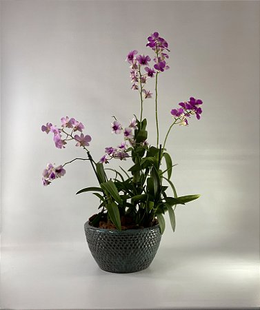 Orquídea em Vaso Cerâmico Decorativo